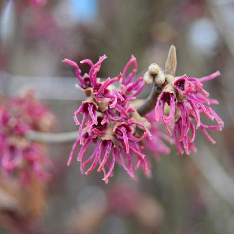 Hamamelis 'Amethyst' (Regular 20 litre 150-175 cm Regular) 150-175 cm